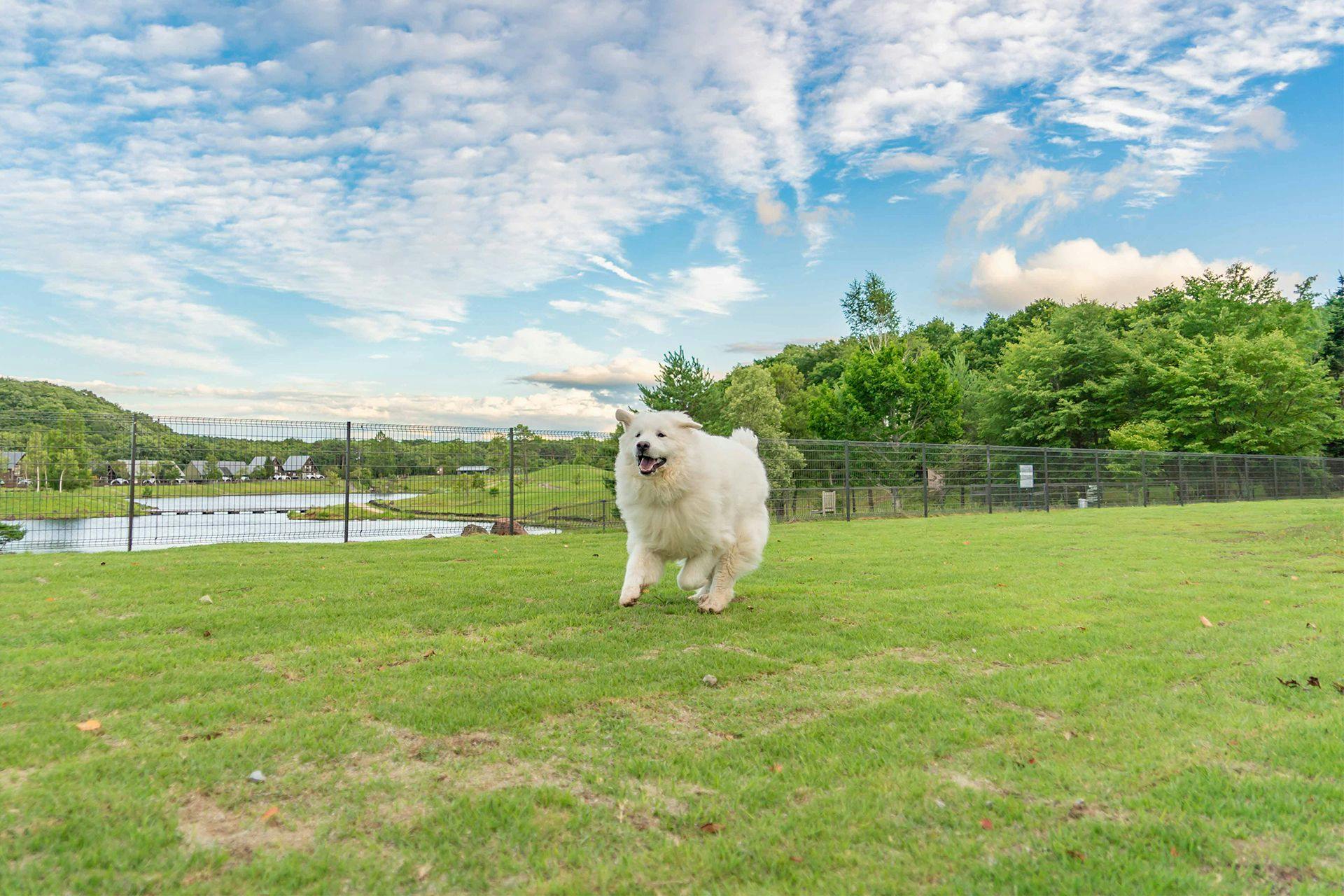 สนามวิ่งเล่นสำหรับสุนัข