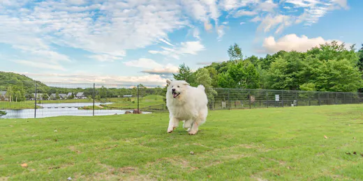 Angel Forest Shirakawa Kogen