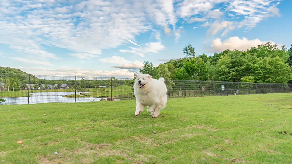 Angel Forest Shirakawa Kogen