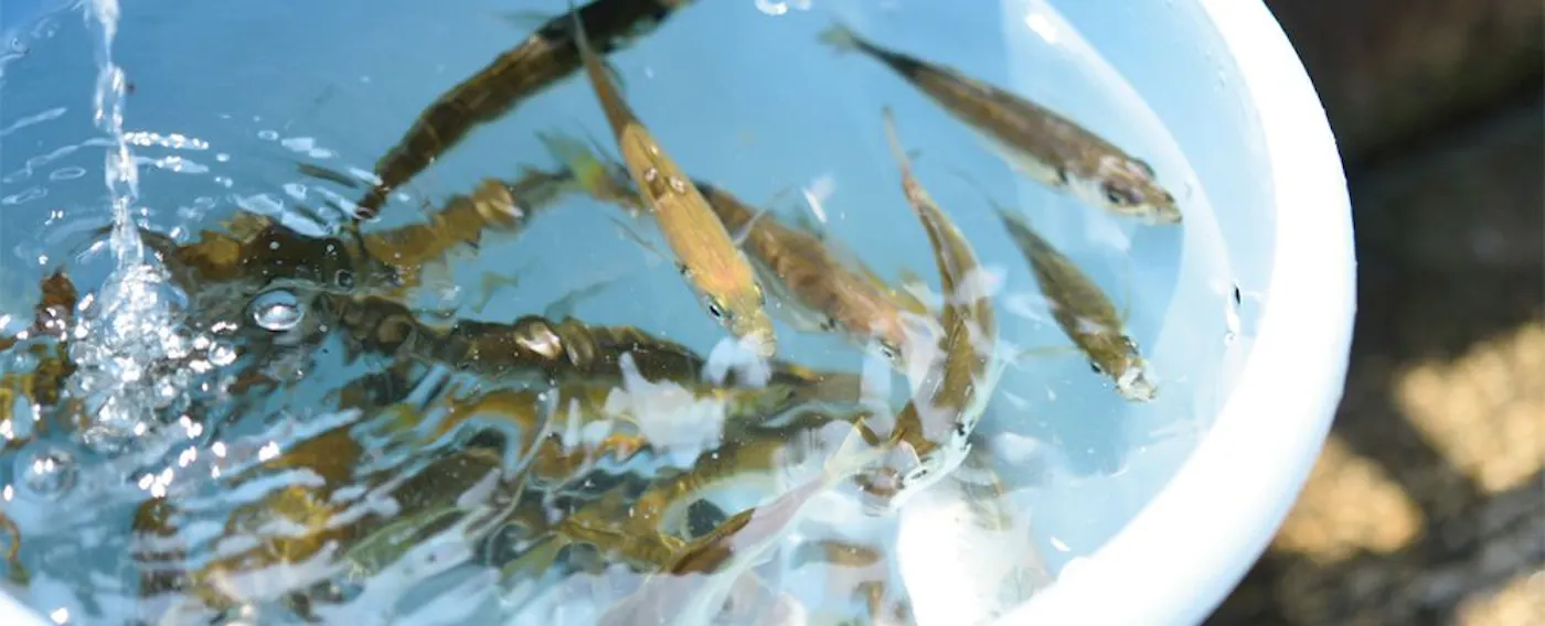 Berinteraksi dengan ikan yang ditangkap