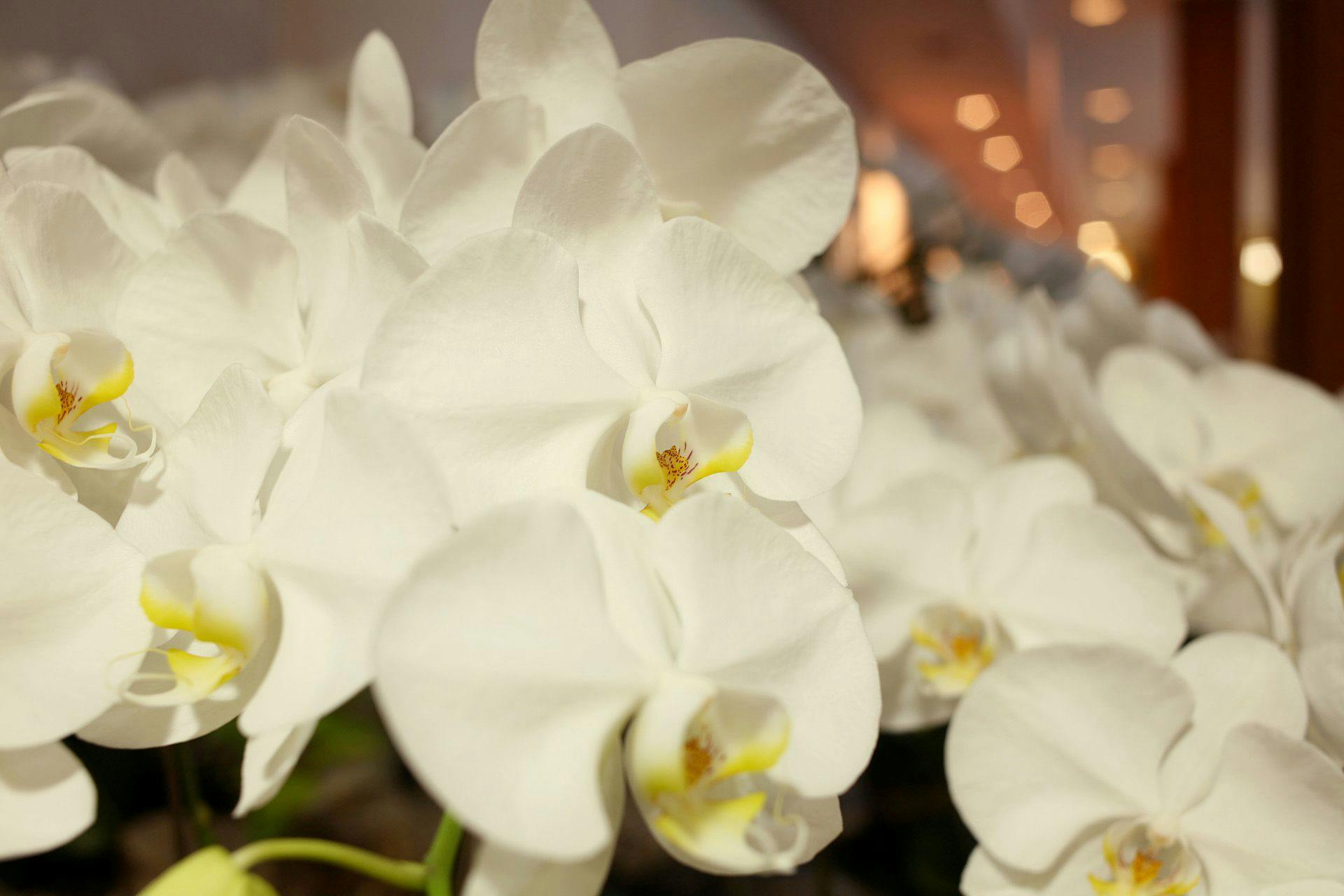 Phalaenopsis Orchid