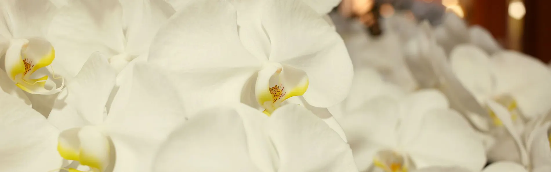 伊勢神宮のお膝元 鳥羽 胡蝶蘭