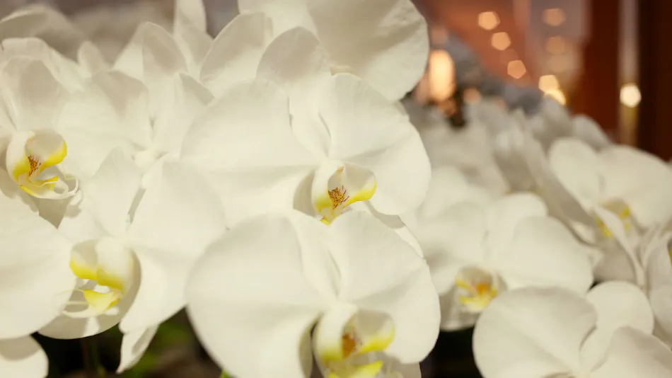 Toba Orchid, Near Ise Grand Shrine