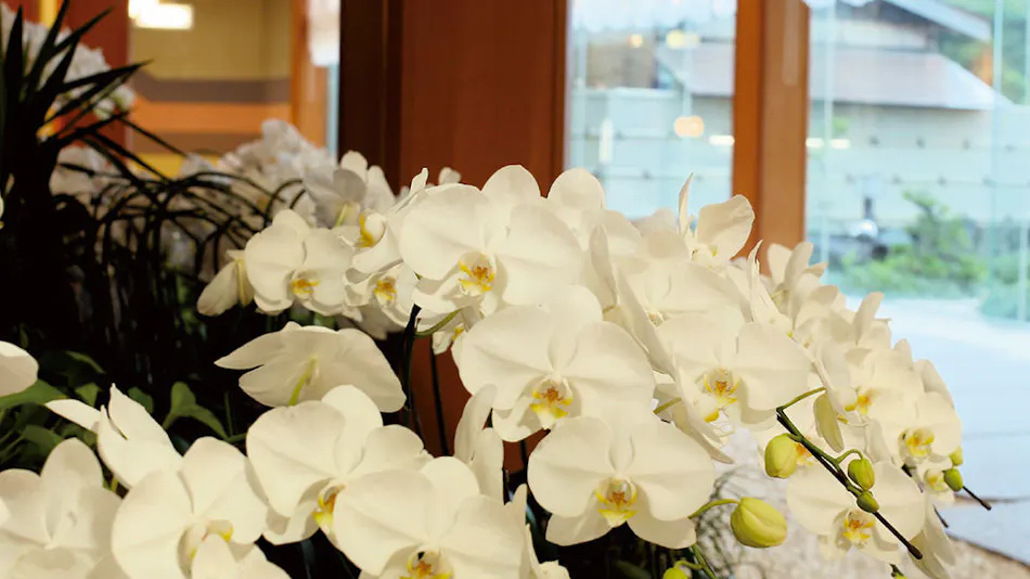 Toba Orchid, Near Ise Grand Shrine