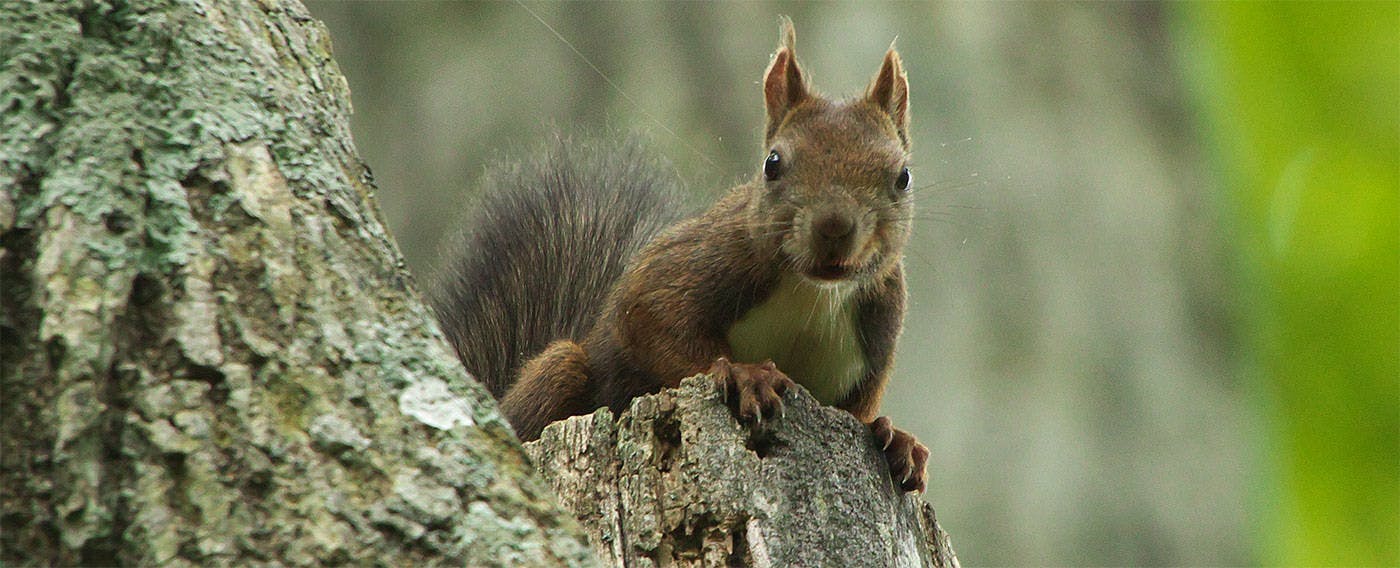 かわらしいエゾリスがお出迎え