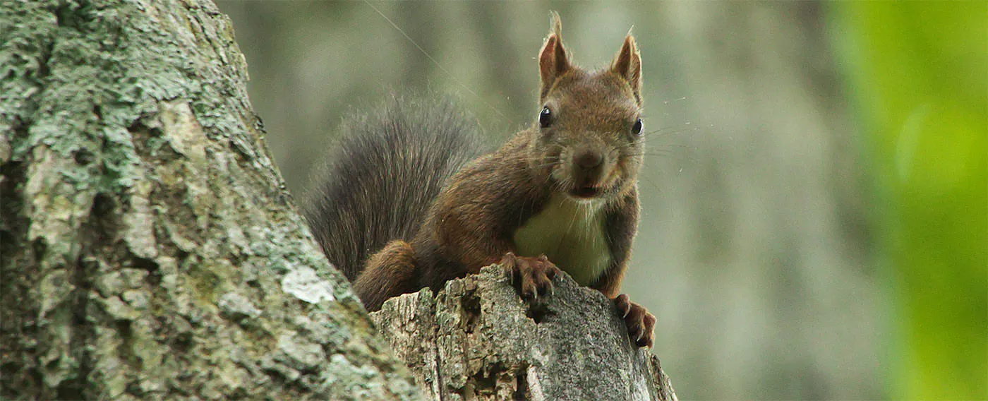 かわらしいエゾリスがお出迎え