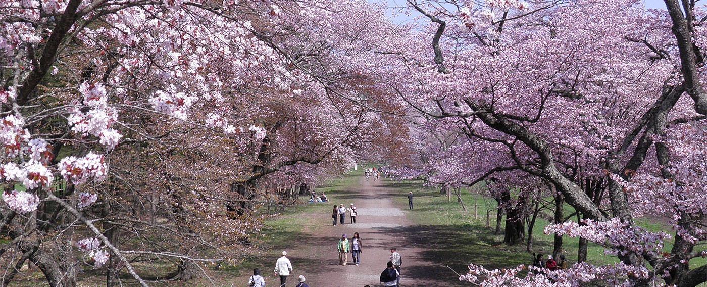 桜の名所「静内二十間道路桜並木」