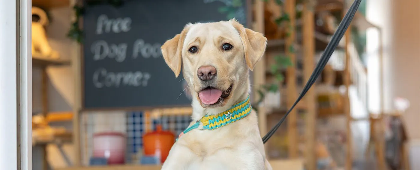 프리미엄 반려견 사료