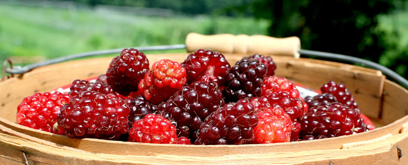 ナチュラルガーデン