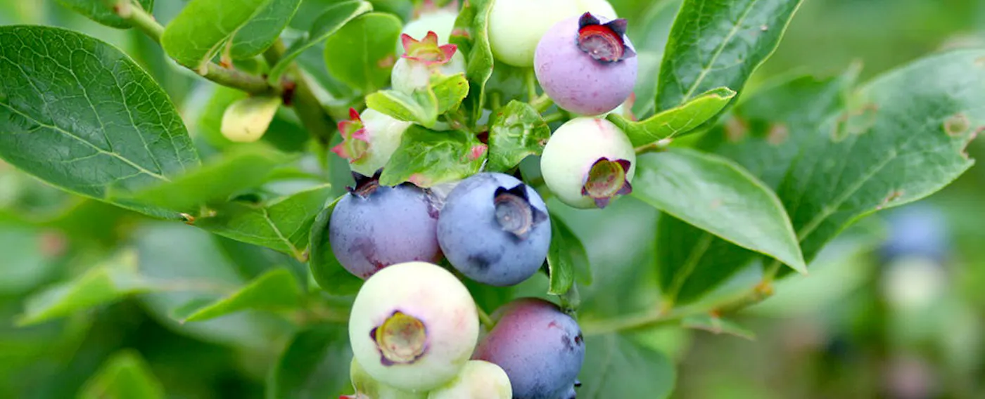 ナチュラルガーデン