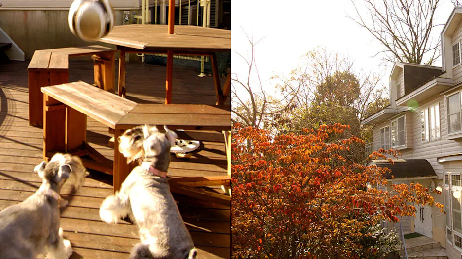 Dog’s Day