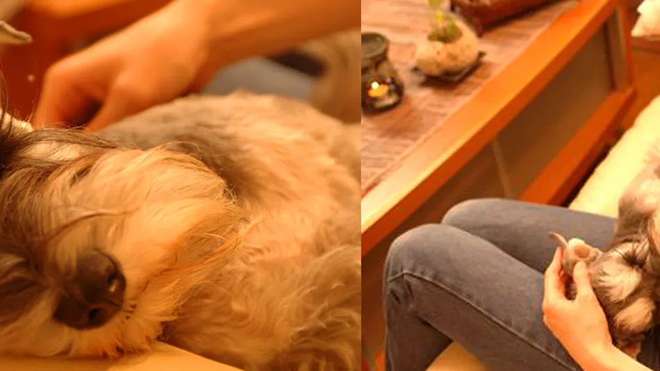 Dog’s Day