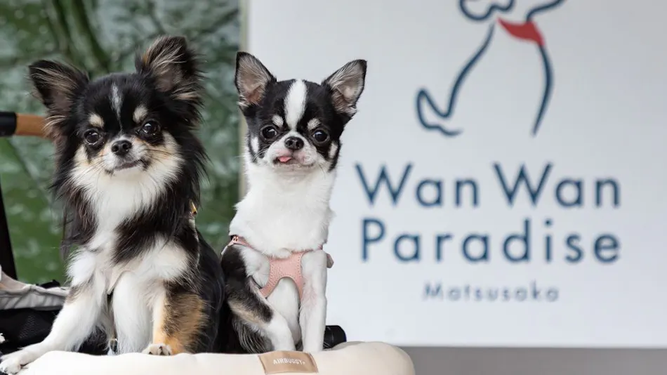 Wan Wan Paradise Matsusaka