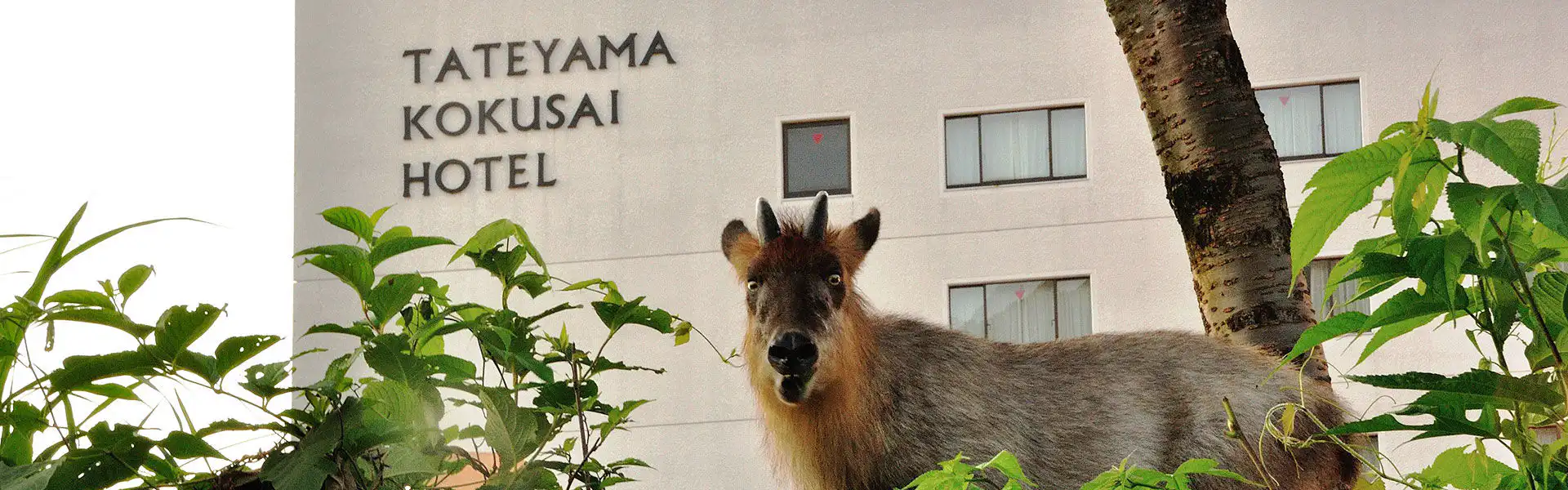 ニホンカモシカ