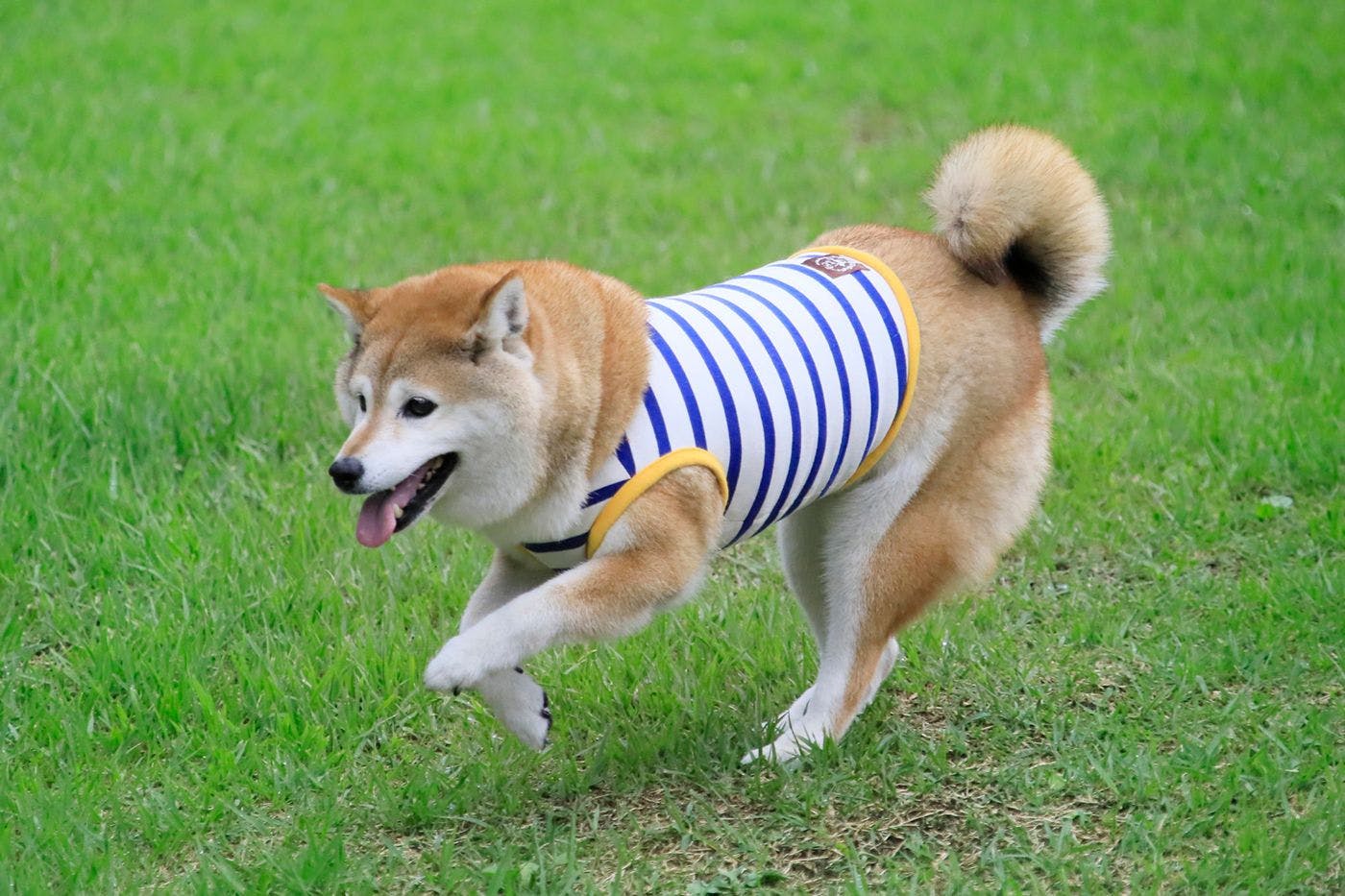 別府温泉　わんこの宿ゆるり