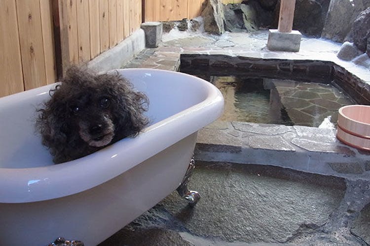 伊豆高原の小さな隠れペット宿 ブランニューデイ brand new day の空室状況を確認する 宿泊予約は 一休 Com 宿泊予約は 一休 Com 伊豆高原の小さな隠れペット宿 ブランニューデイ brand new day の空室状況を確認する 宿泊予約は 一休 Com 宿泊予約は 一休 Com