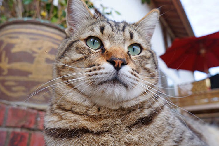 猫ちゃんおもてなしの宿 オーベルゼ レ ボー の空室状況を確認する 宿泊予約は 一休 Com 猫ちゃんおもてなしの宿 オーベルゼ レ ボー の空室状況を確認する 宿泊予約は 一休 Com