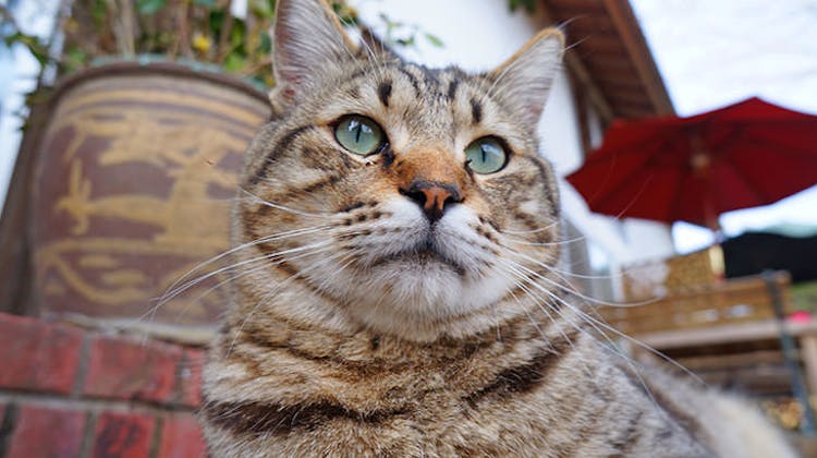 猫ちゃんおもてなしの宿 オーベルゼ レ ボー の宿泊プラン 予約 Yahoo トラベル 猫ちゃんおもてなしの宿 オーベルゼ レ ボー の宿泊プラン 予約 Yahoo トラベル