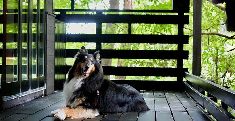 伊豆急下田駅のペットokのお部屋 高級ホテル 旅館 6選 宿泊予約は 一休 Com