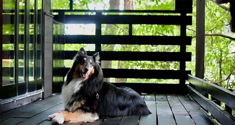 伊豆急下田駅のペットokのお部屋 高級ホテル 旅館 6選 宿泊予約は 一休 Com 伊豆急下田駅のペットokのお部屋 高級ホテル 旅館 6選 宿泊予約は 一休 Com