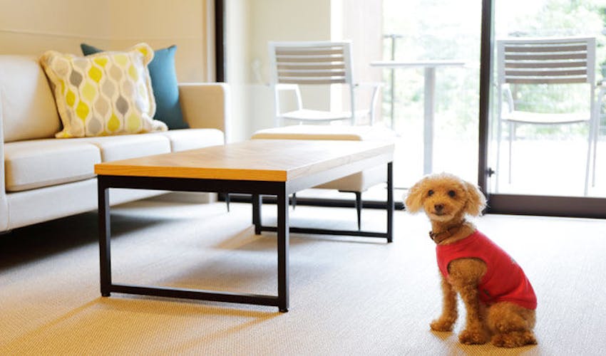 レジーナリゾート箱根仙石原 の宿泊プラン 宿泊予約は 一休 Com