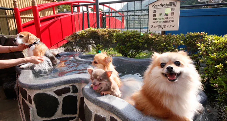鬼怒川温泉のペットokのお部屋 おすすめホテル 旅館 宿泊予約は 一休 Com 鬼怒川温泉のペットokのお部屋 おすすめホテル 旅館 宿泊予約は 一休 Com
