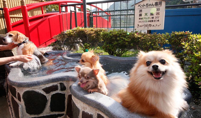 ペット同室宿泊パイオニアの宿 きぬ川国際ホテル の宿泊プラン 宿泊予約は 一休 Com キラリト
