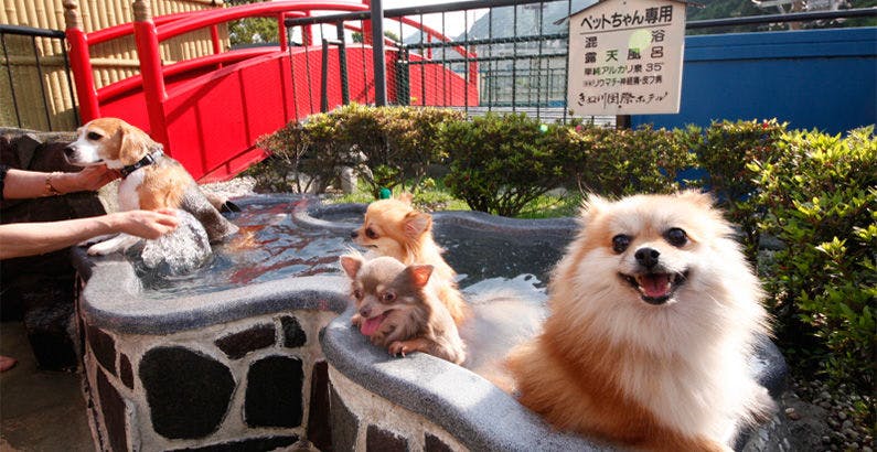 鬼怒川 国際 ホテル ホテル 鬼怒川 国際