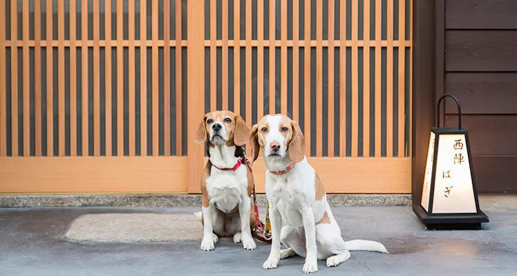 京都市 ペットと泊まれる宿 18選 宿泊予約は 一休 Com 京都市 ペットと泊まれる宿 18選 宿泊予約は 一休 Com