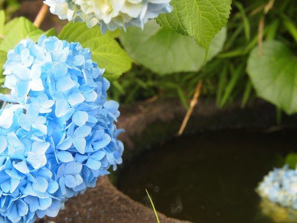 横山大観ゆかりの宿 熱海 大観荘