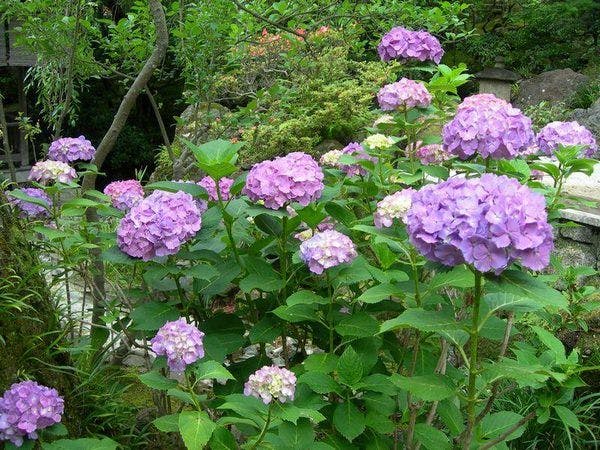 横山大観ゆかりの宿 熱海 大観荘