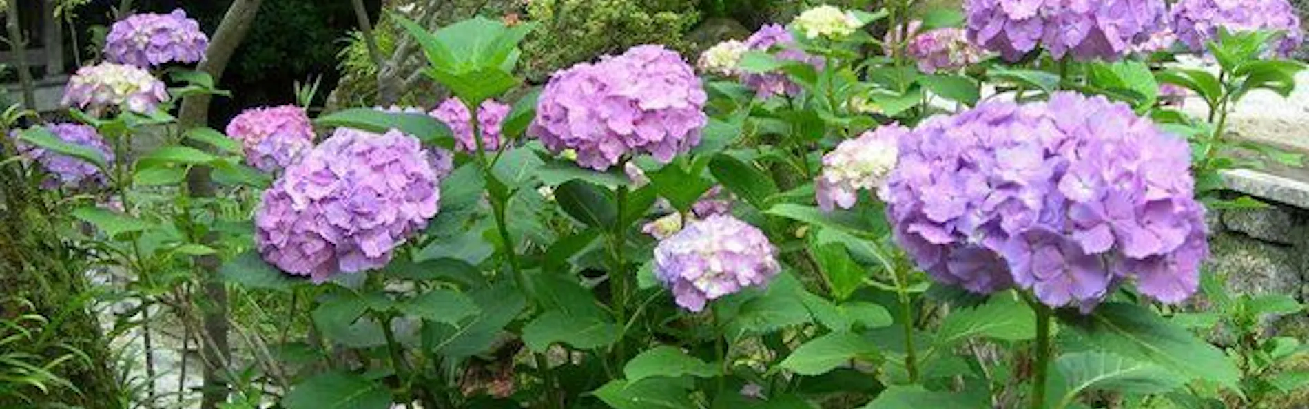 横山大観ゆかりの宿 熱海 大観荘
