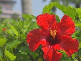 指宿いわさきホテル