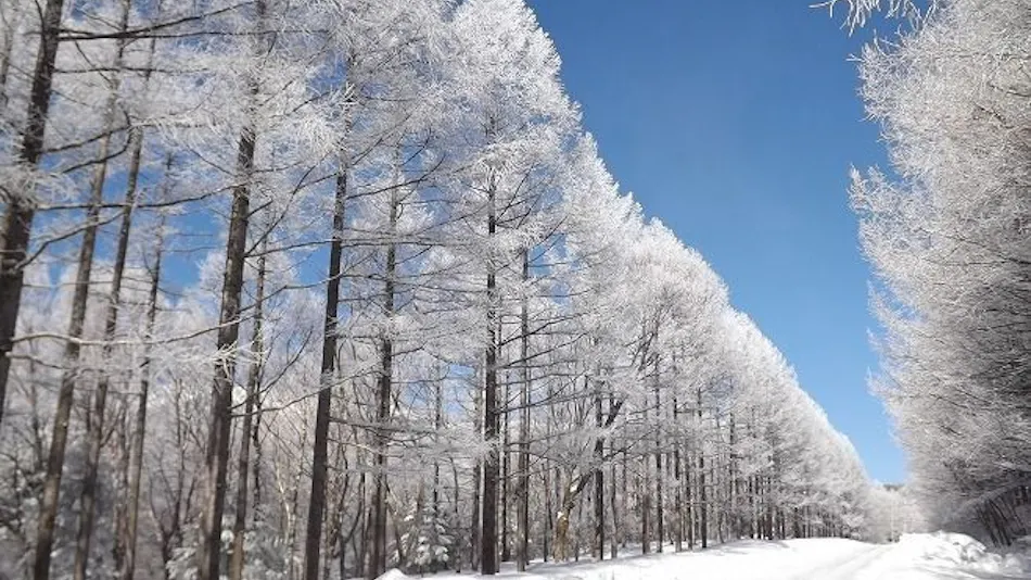 Yatsugatake Kogen Lodge