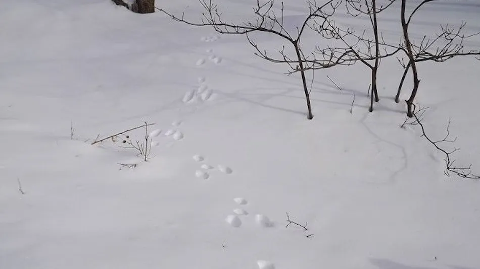 Yatsugatake Kogen Lodge