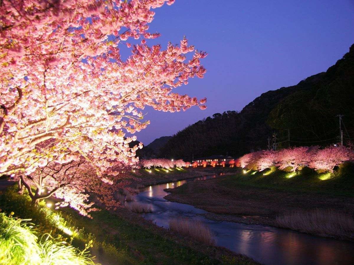 夜桜