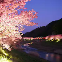 夜桜