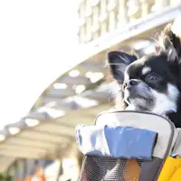 แผนสัตว์เลี้ยง