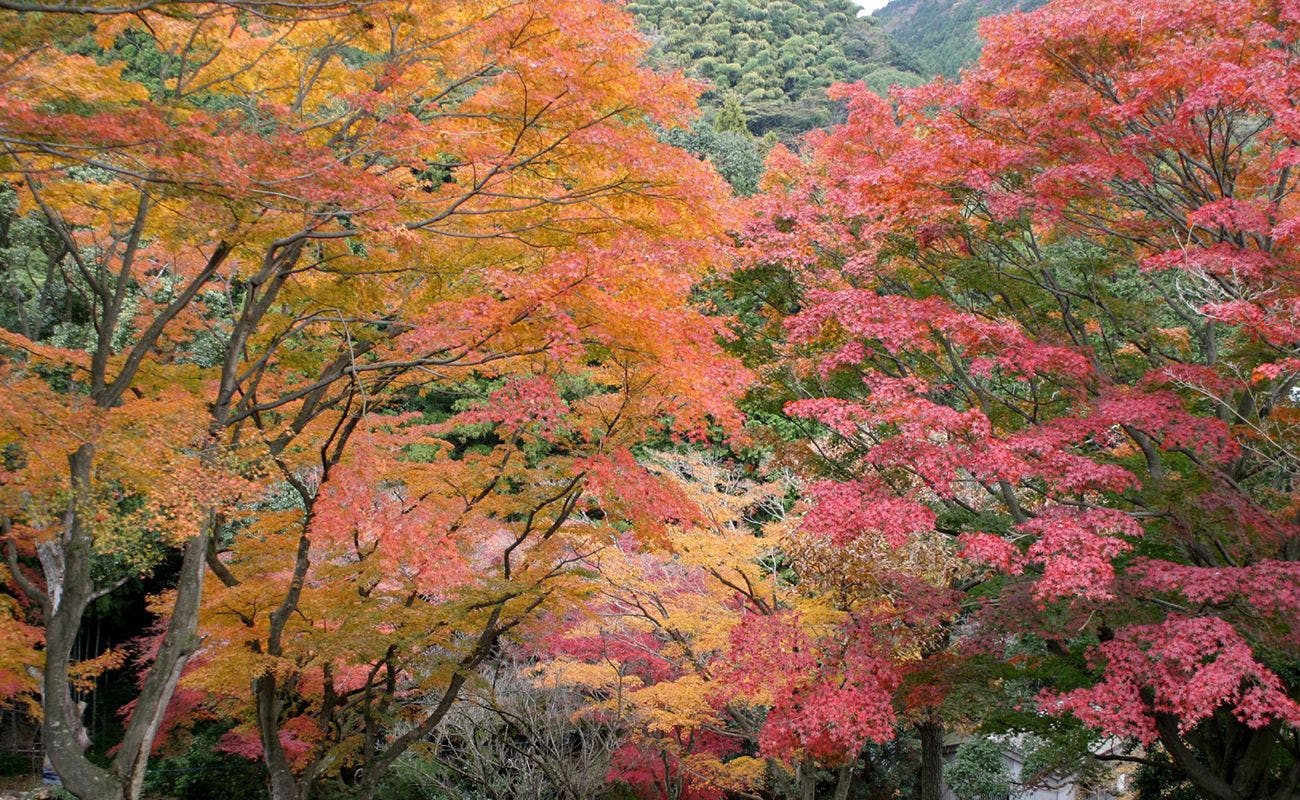 丸山公園（紅葉）