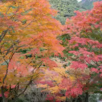 丸山公園(紅葉)