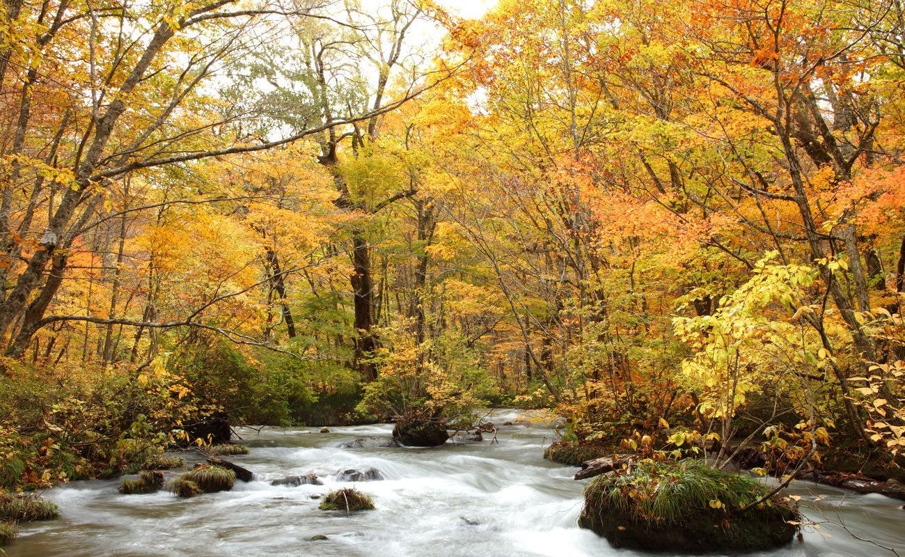 【ลำธารโออิราเสะ】ฤดูใบไม้ร่วง