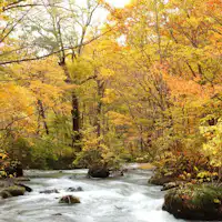 【ลำธารโออิราเสะ】ฤดูใบไม้ร่วง