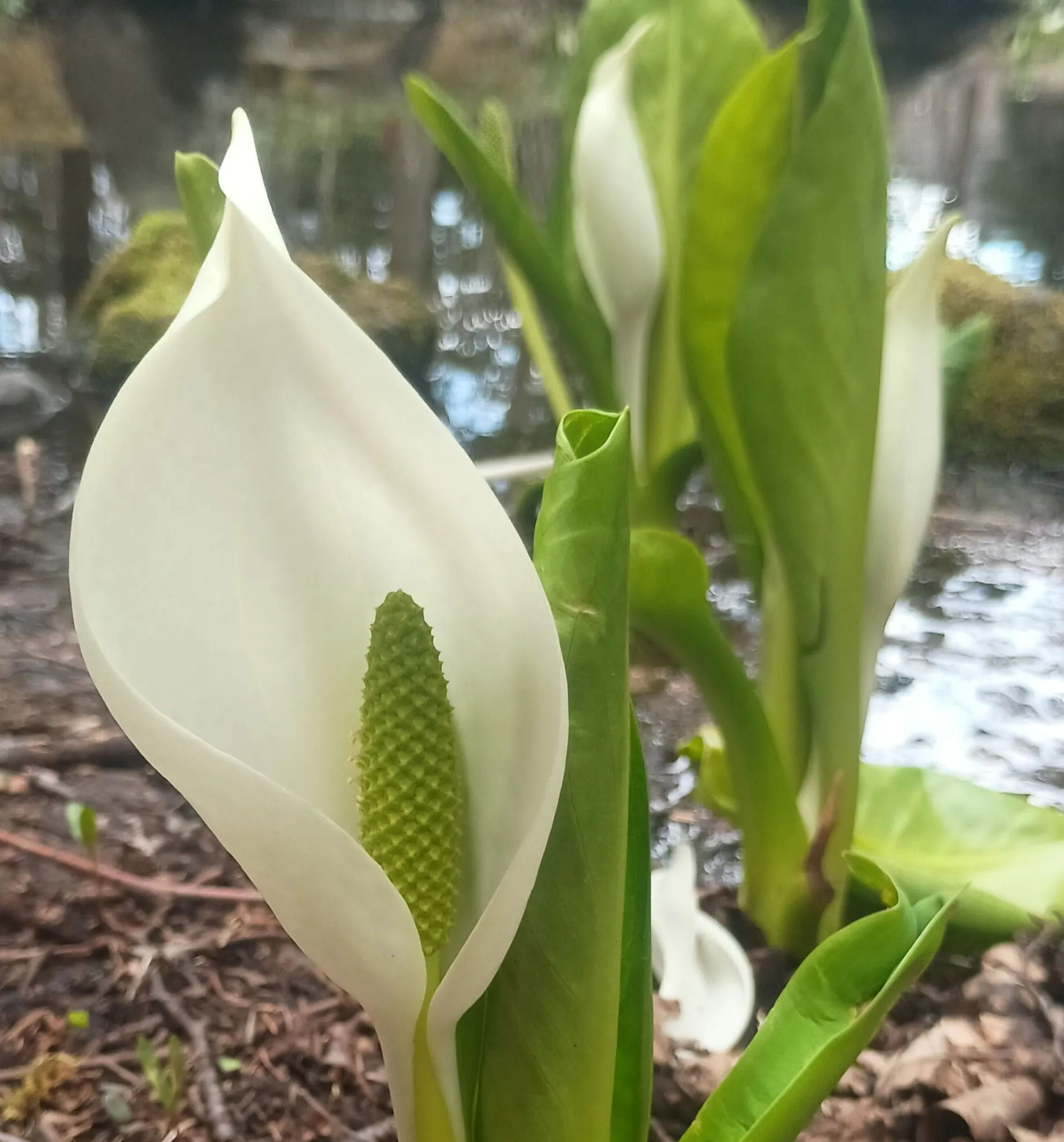 ถ่ายเมื่อวันที่ 23 เมษายน 2026 (มิสึบะโช)