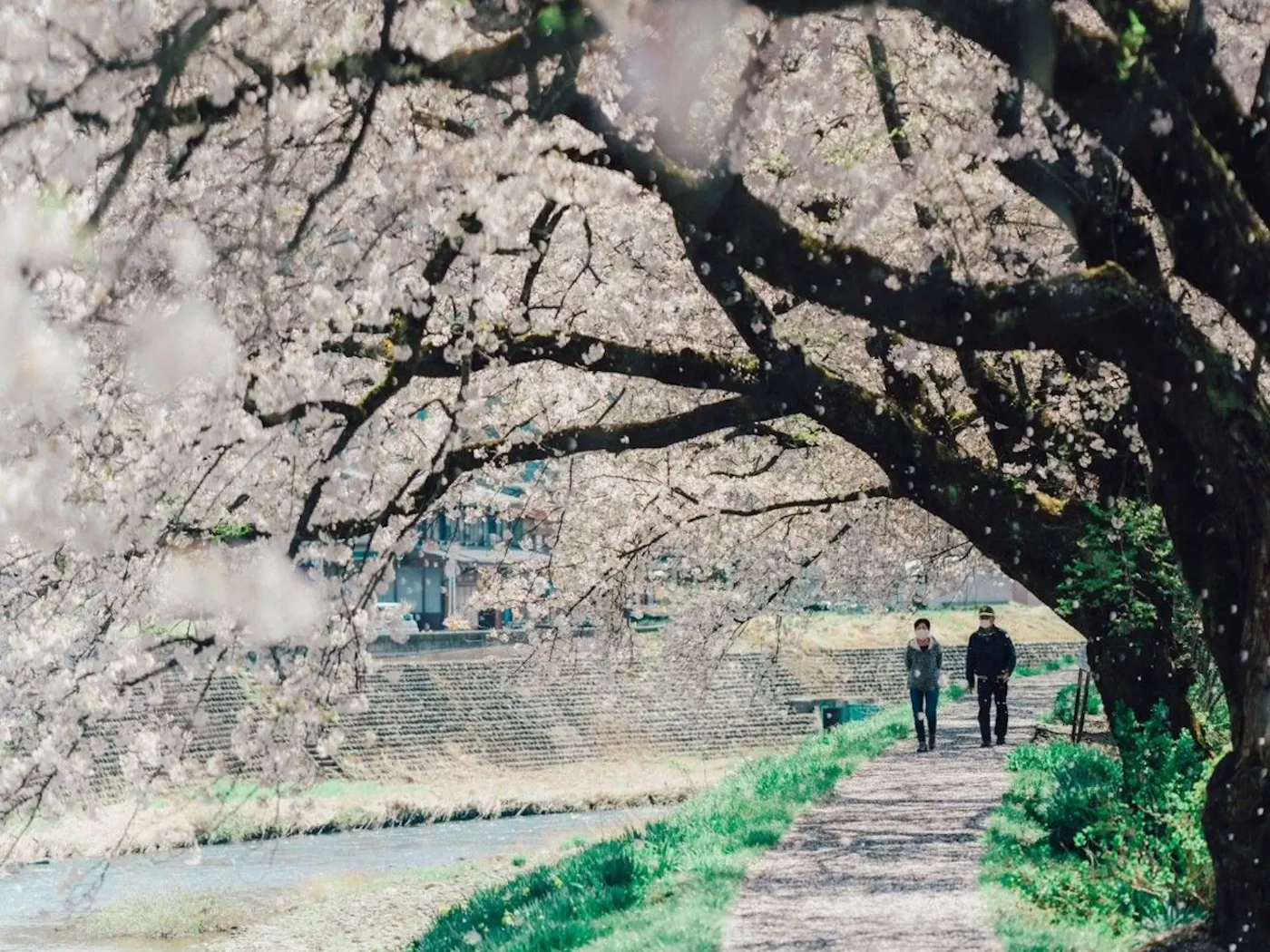 飛騨古川 八ツ三館：桜並木