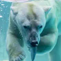 Toyohashi General Zoological and Botanical Park Nonhoi Park