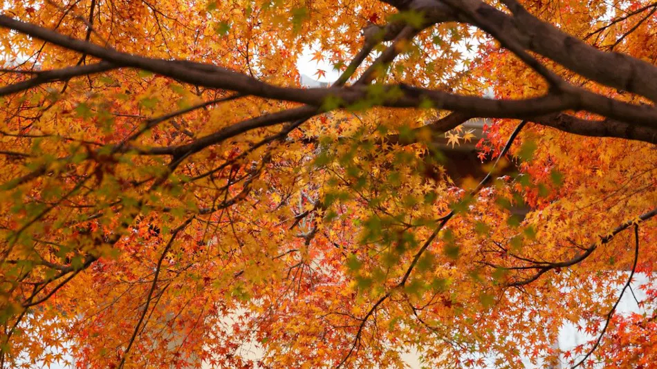 Kyoto Arashiyama Ranzan