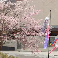 桜と外観(鯉のぼり)