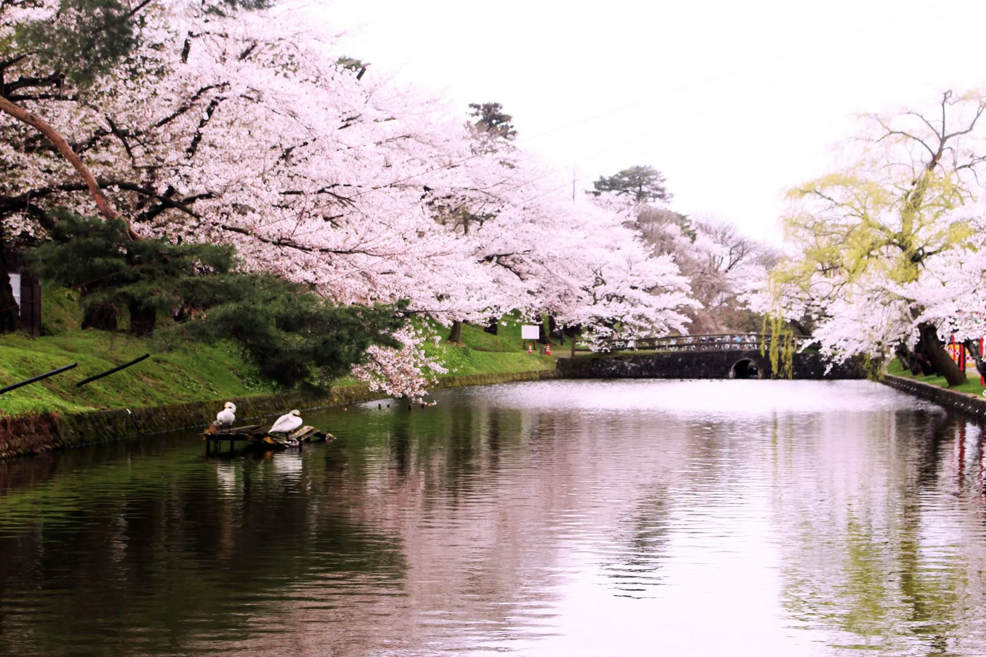 鶴岡公園の桜