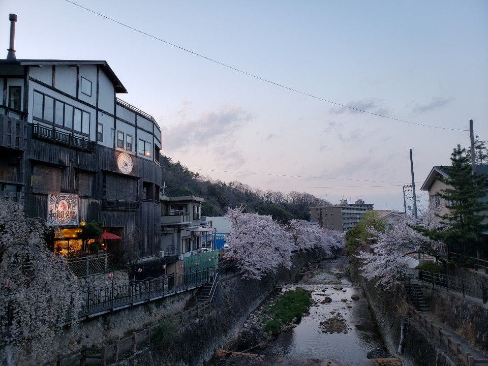 ねね橋・有馬川周辺の桜並木