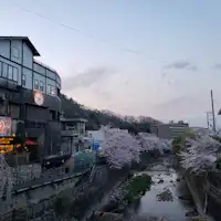 ねね橋・有馬川周辺の桜並木